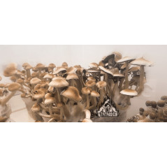 Pa de cultiu de bolets màgics McKennaii - Tatandi