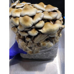 Bossa de cultiu de bolets al·lucinògens Cascadian Teacher de Mycobag