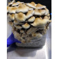 Mycobag per la coltivazione di funghi Tidal Wave Ape Mycobag per la coltivazione di funghi Tidal Wave Ape