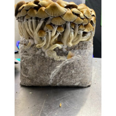 Bossa de cultiu de bolets al·lucinògens Cascadian Teacher de Mycobag