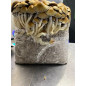 Mycobag Cascadian Teacher Zauberpilze-Zuchtbeutel Mycobag Cascadian Teacher Zauberpilze-Zuchtbeutel