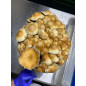 Mycobag per la coltivazione di funghi Tidal Wave Ape Mycobag per la coltivazione di funghi Tidal Wave Ape