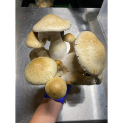 Bossa de cultiu de bolets al·lucinògens Cascadian Teacher de Mycobag