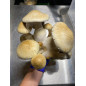 Mycobag per la coltivazione di funghi Tidal Wave Ape Mycobag per la coltivazione di funghi Tidal Wave Ape