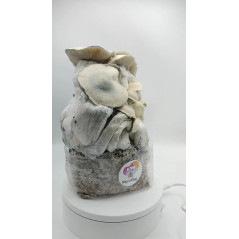 Saco de cultivo de cogumelos mágicos Whitebilly - Mycobag