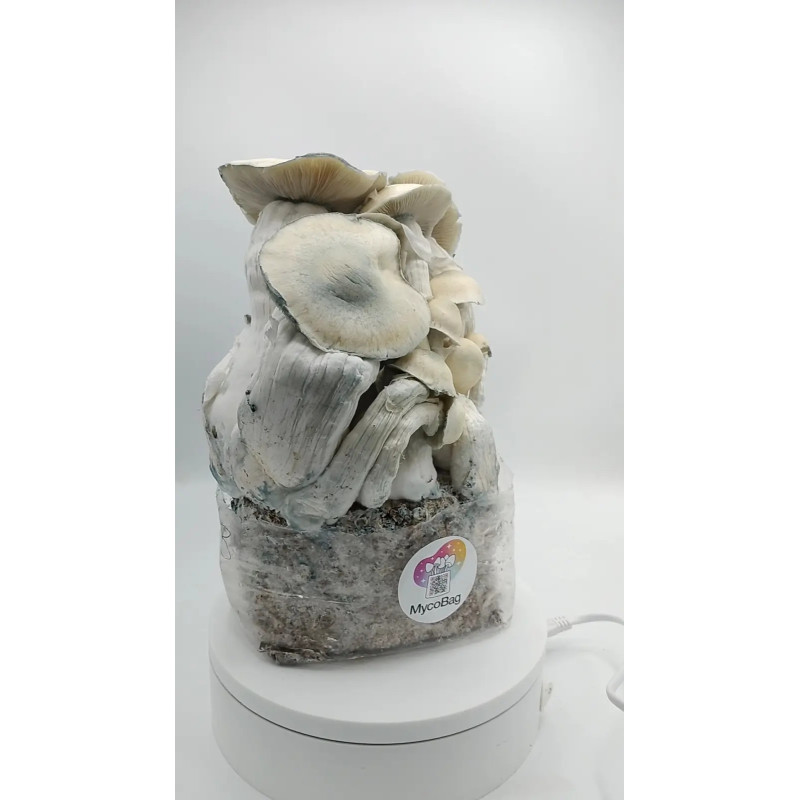 Bossa de cultiu de bolets Whitebilly - Mycobag
