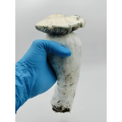 Saco de cultivo de cogumelos mágicos Whitebilly - Mycobag