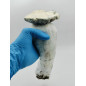 Whitebilly Magic Mushroom Grow Bag - Mycobag Whitebilly Magic Mushroom Grow Bag - Mycobag