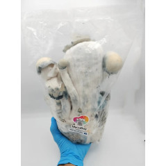 Saco de cultivo de cogumelos mágicos Whitebilly - Mycobag