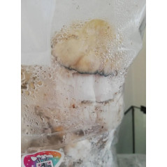 Bossa de cultiu de bolets màgics Whitebilly de Mycobag