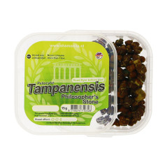 Trufas mágicas Psilocybe Tampanensis - McSmart