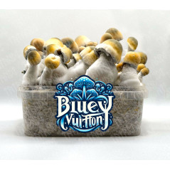 Kit de cultiu de bolets màgics Bluey Vuitton - Tatandi