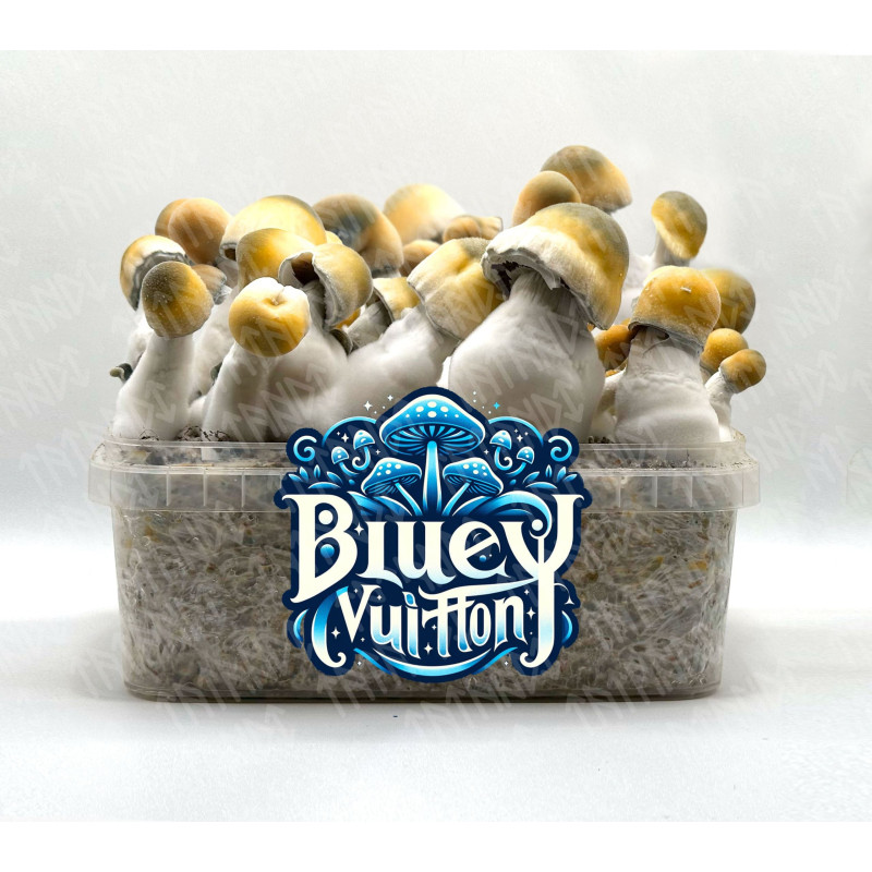 Kit de cultiu de bolets Bluey Vuitton - Tatandi
