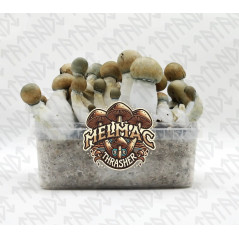 Melmac Trasher Magic Mushroom Growkit - Tatandi