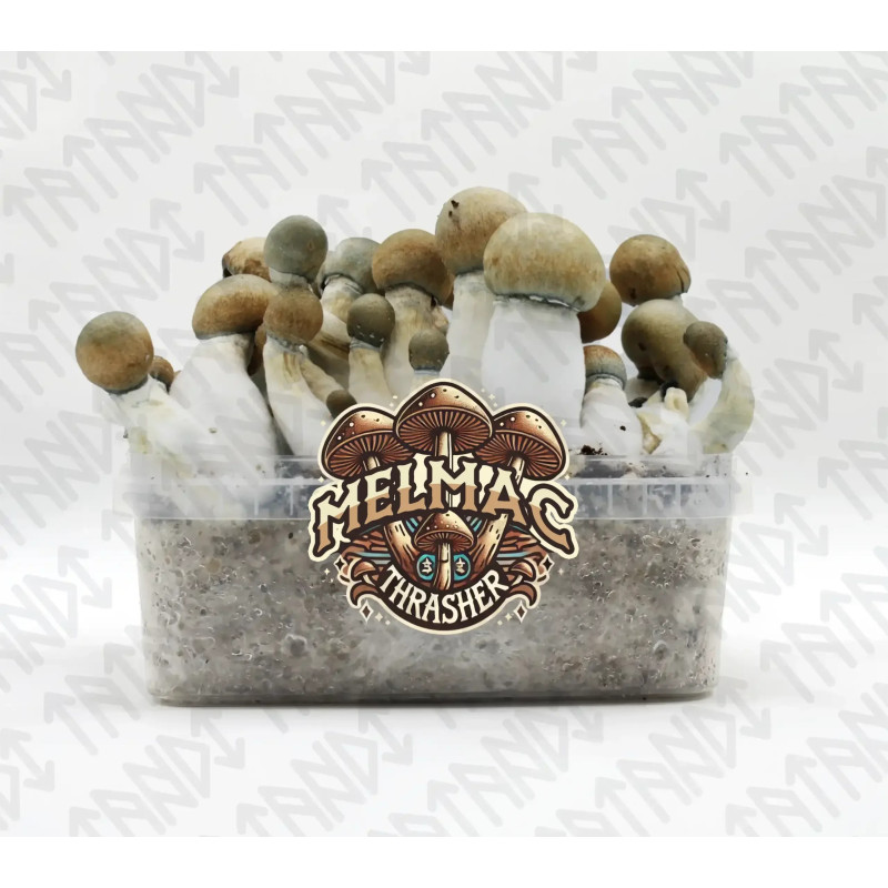 Melmac Trasher Mushroom Grow kit - Tatandi Melmac Trasher Mushroom Grow kit - Tatandi