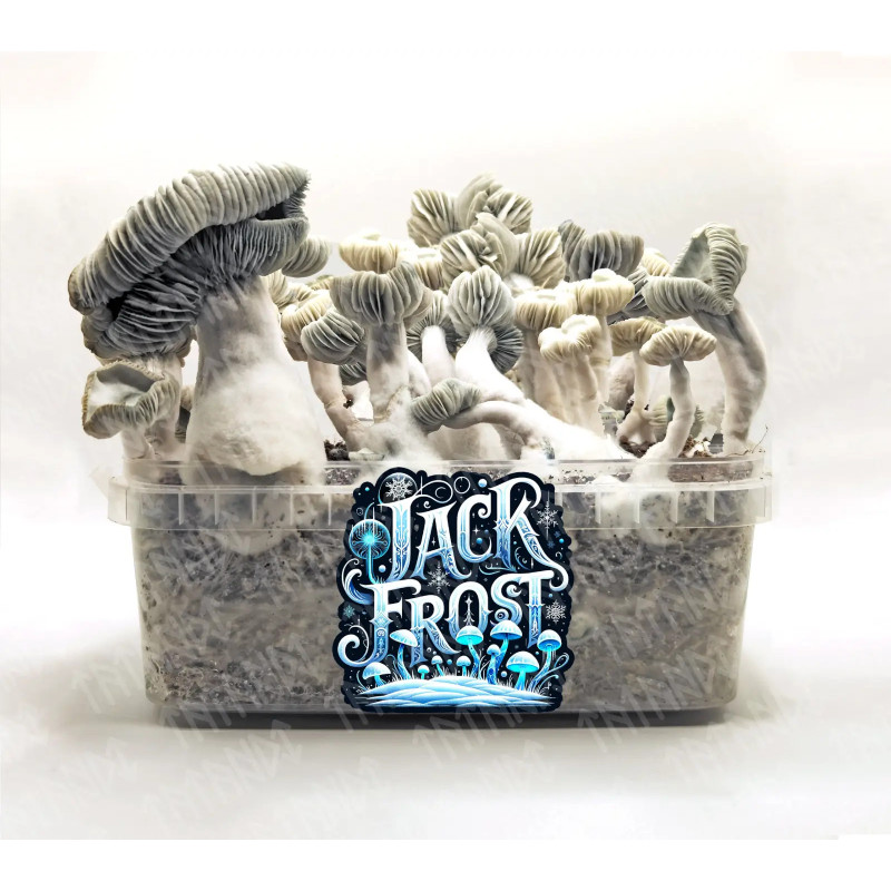 Jack Frost Zauberpilz-Zuchtset - Tatandi Jack Frost Zauberpilz-Zuchtset - Tatandi