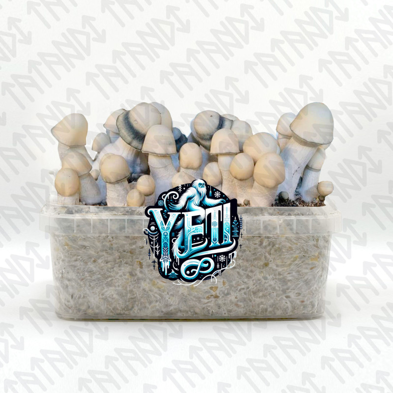 Kit de cultivo de setas Yeti - Tatandi Kit de cultivo de setas Yeti - Tatandi