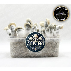 Tatandis Albino Bluey Vuitton Zauberpilz-Zuchtset