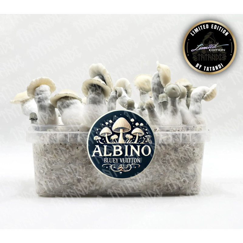Albino Bluey Vuitton Zauberpilz-Zuchtset - Tatandi