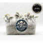 Albino Bluey Vuitton Magic Mushroom Grow Kit - Tatandi