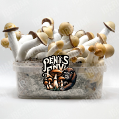 Pa de cultiu de bolets al·lucinògens Penis Envy de Tatandi