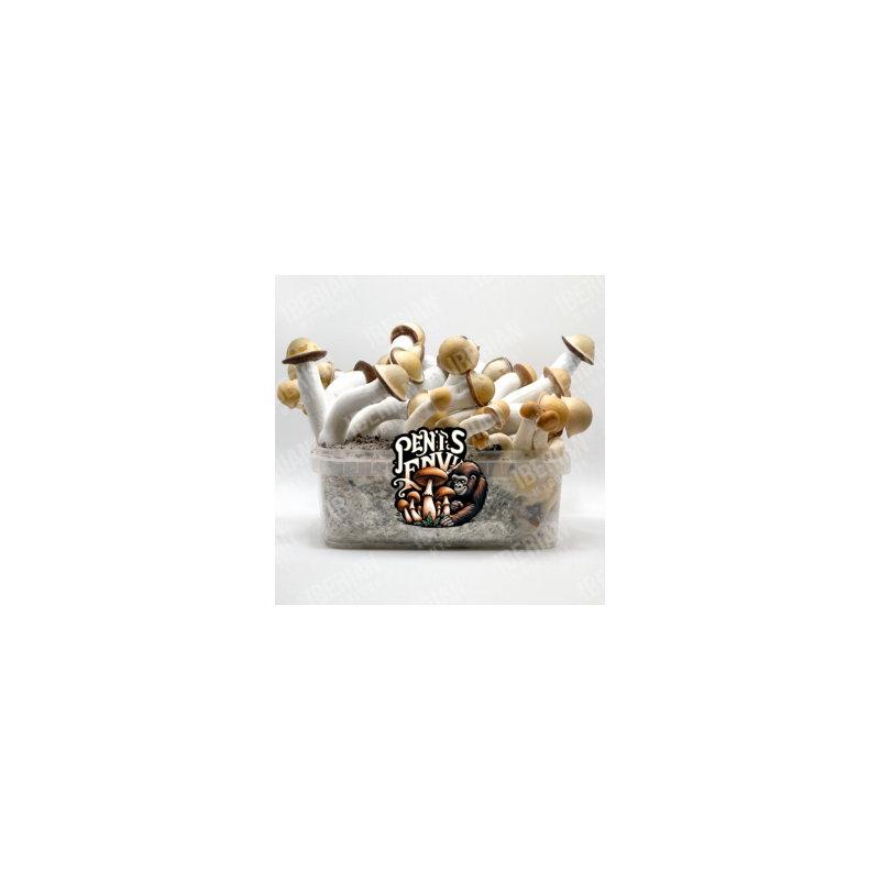 Kit de cultiu de bolets màgics Penis Envy - Tatandi Kit de cultiu de bolets màgics Penis Envy - Tatandi