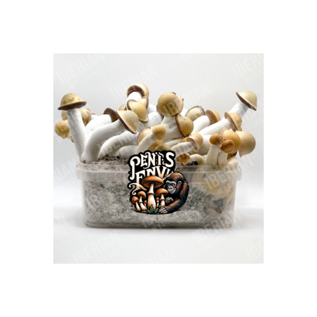 Penis Envy Magic Mushroom Grow Kit- Tatandi