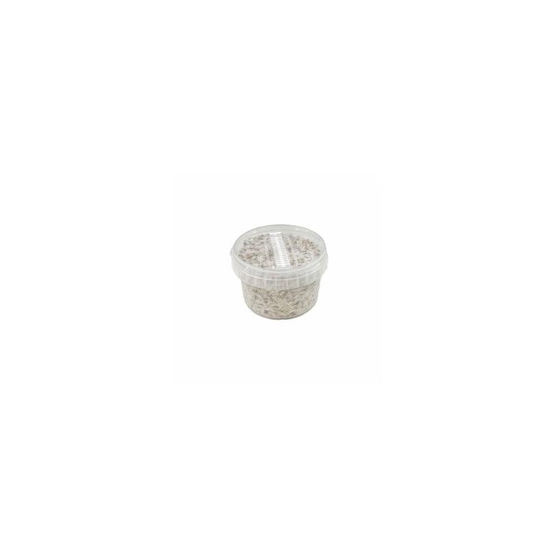 Kit de cultivo exterior de setas Psilocybe azurescens