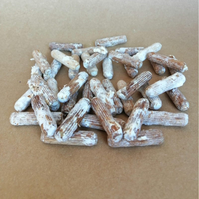 Chevilles de mycélium BIO de champignons Crinière de lion