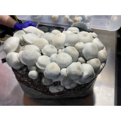 Mycobag Tidal Wave Ape Magic Mushroom Grow Bag by Mycobag