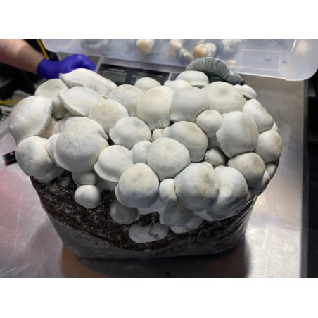 Mycobag Tidal Wave Ape Magic Mushroom Grow Bag by Mycobag