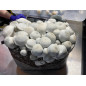 Tidal Wave Ape Mushroom Grow Bag - Mycobag Tidal Wave Ape Mushroom Grow Bag - Mycobag