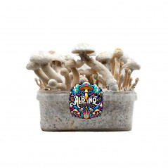 Kit de cultivo de cogumelos mágicos Albino Golden Teacher - Tatandi
