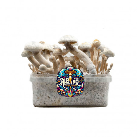 Kit de cultiu de bolets màgics Albino Golden Teacher - Tatandi