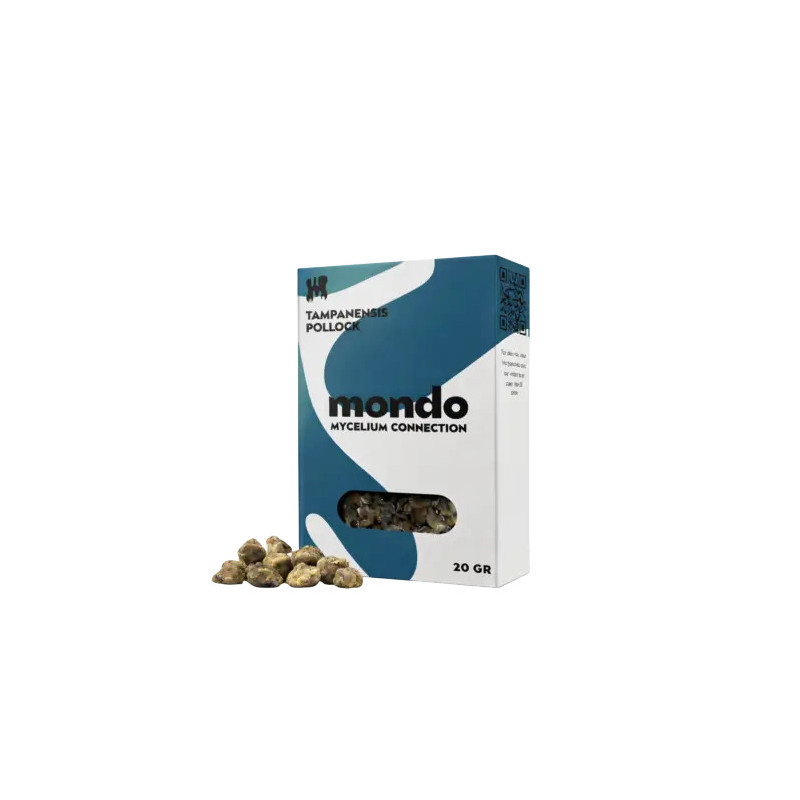 Trufes Tampanensis - Mondo Growits Trufes Tampanensis - Mondo Growits
