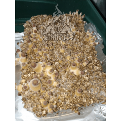Kit de cultiu de bolets màgics B+ de Tatandi