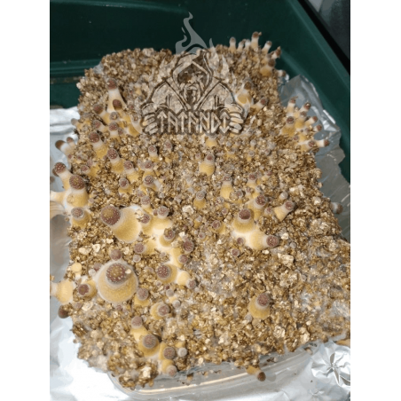 Kit de cultiu de bolets màgics B+ de Tatandi