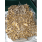 B+ Magic Mushroom Grow Kit - Tatandi B+ Magic Mushroom Grow Kit - Tatandi