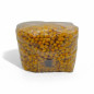 Grano esterilizado de maíz 2L - Mycosupplies Grano esterilizado de maíz 2L - Mycosupplies