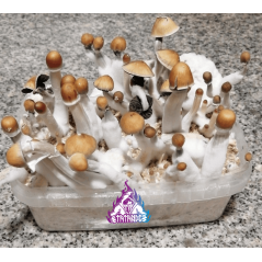 Kit de cultiu de bolets màgics Mexican - Tatandi