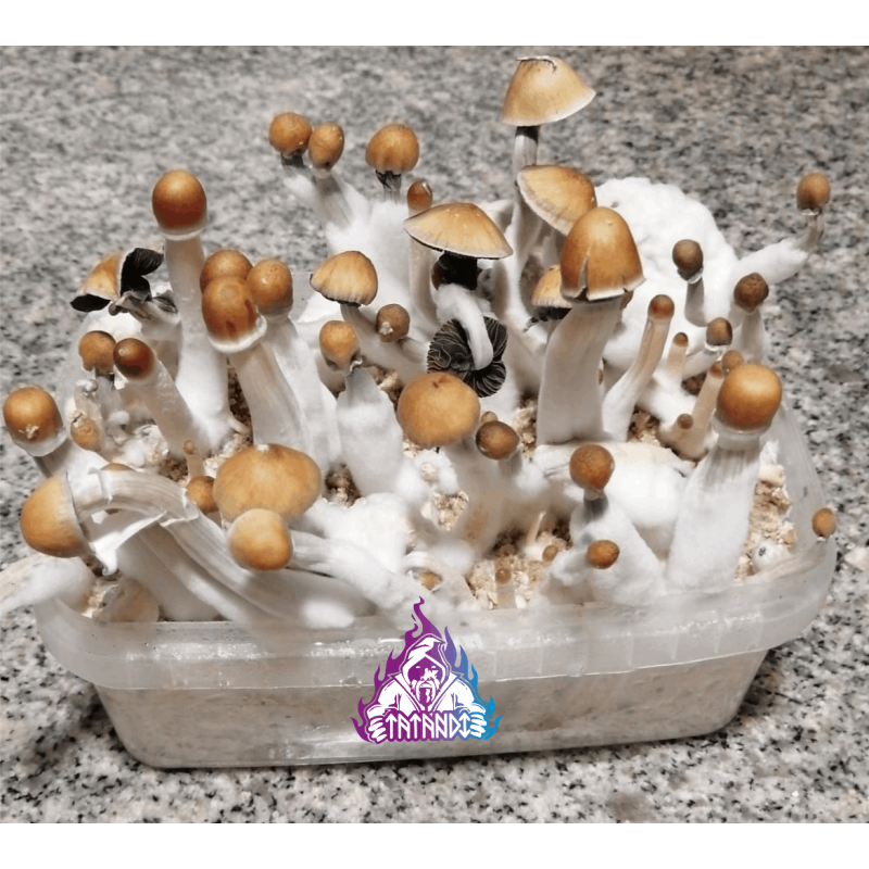 Kit de cultiu de bolets Mexican - Tatandi Kit de cultiu de bolets Mexican - Tatandi
