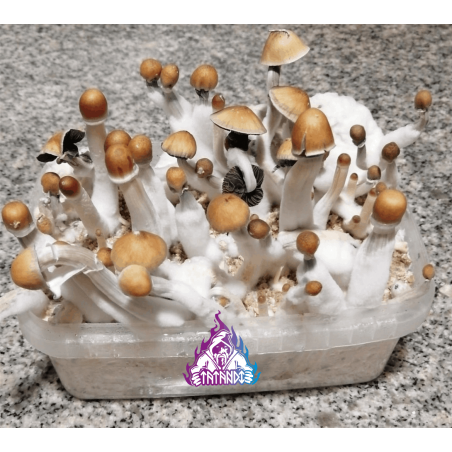 Kit de cultiu de bolets màgics Mexican - Tatandi