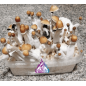 Mexican Mushroom Grow Kit - Tatandi Mexican Mushroom Grow Kit - Tatandi
