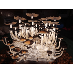 Ecuador Magic Mushroom Grow Kit - Tatandi
