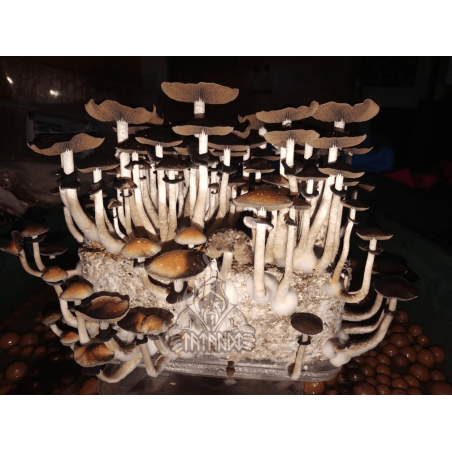 Ecuador Magic Mushroom Grow Kit - Tatandi