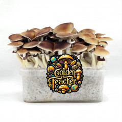 Pa de cultiu de bolets màgics Golden Teacher de Tatandi