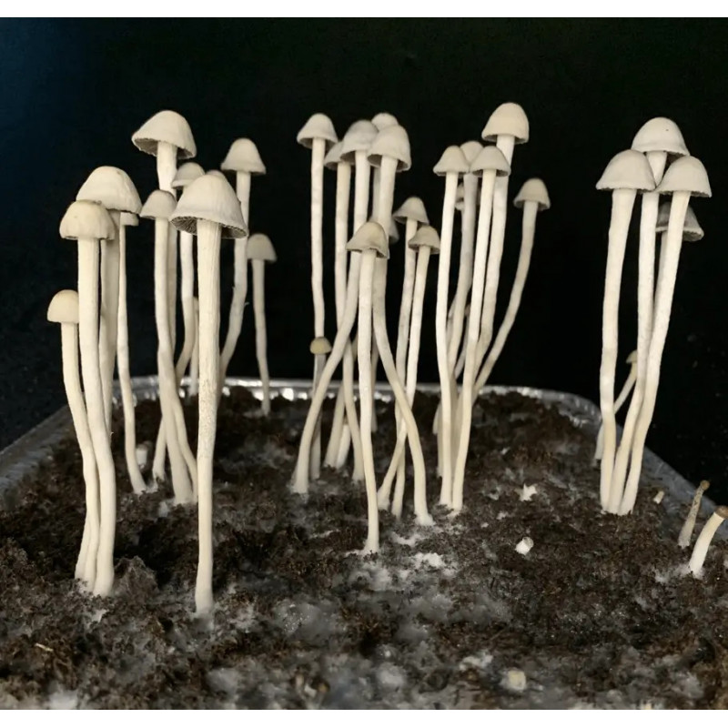 Kit de cultiu de bolets Panaeolus Cyanescens - Tatandi
