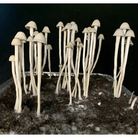 Kit de cultivo de cogumelos mágicos Panaeolus Cyanescens - Tatandi