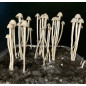 Copelandia Hawaiian Mushroom Grow Kit - Tatandi