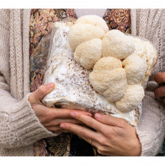 Bossa de cultiu de Bolet Carner (Hericium erinaceus) de Boscum
